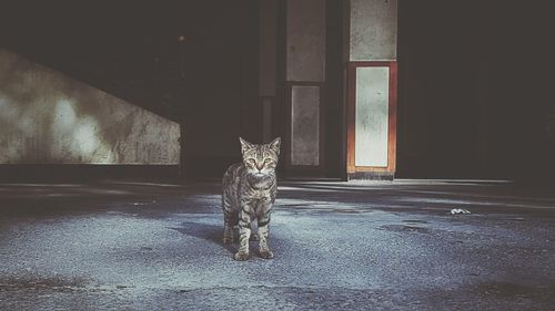 Cat sitting on door