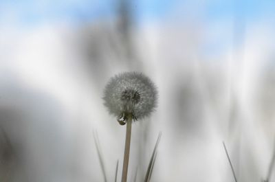 Close-up of dandelion flower