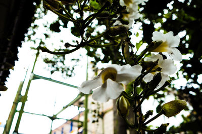 Low angle view of flower tree against sky