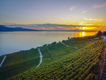 Scenic view of agricultural field against sky during sunset