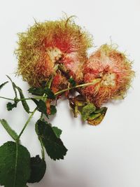 Close-up of plant against white background