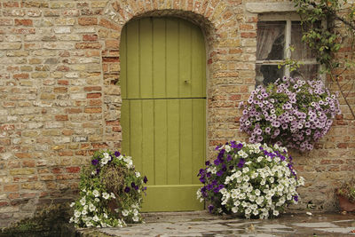 Flower plants against brick wall