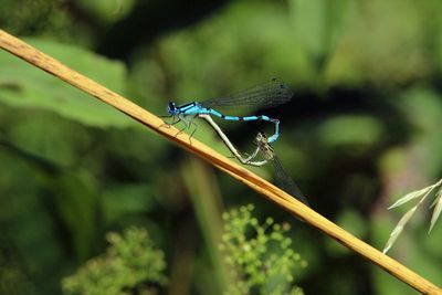 Close-up of damselfly on leaf