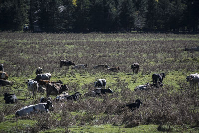 Horses in a field