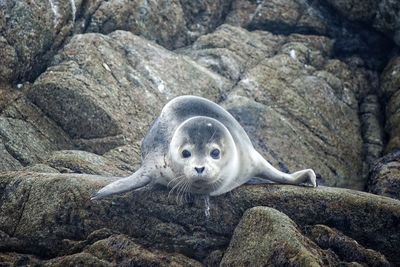 Seal on rock formation