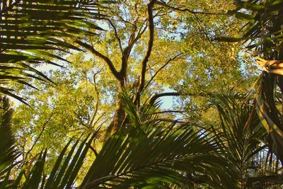 Low angle view of palm trees in forest