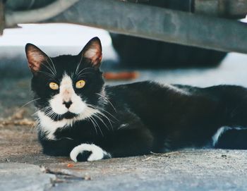 Close-up portrait of black cat