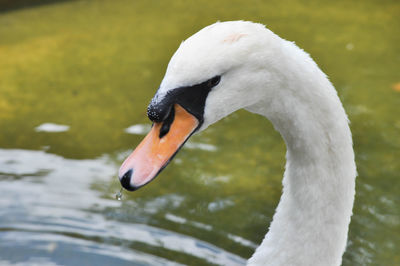 Close-up of swan swimming in lake