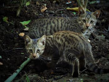 Portrait of cats on a field