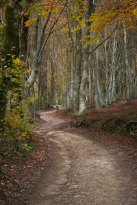 Dirt road amidst trees in forest