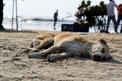 View of a sleeping resting on beach