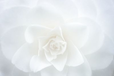 Close-up of white rose