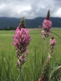 Close-up of pink flowering plant on field against sky