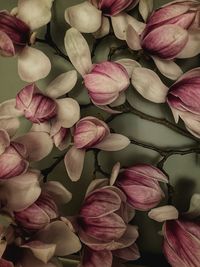 Full frame shot of pink magnolia