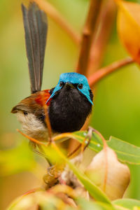 Close-up of bird perching on plant