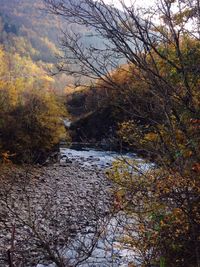 River passing through forest