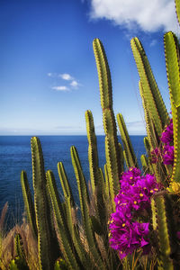 Close-up of succulent plants growing by sea against sky