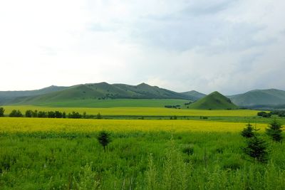 Scenic view of field against sky