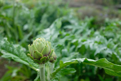 Artichoke flower growing with green foliage background