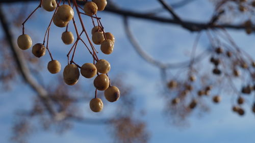 Low angle view of fruits hanging on tree