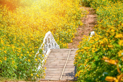 View of yellow flowering plants on footpath