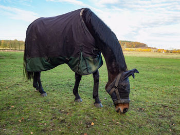 Horse with head mask grazzing in blanket coat to keep warm during cold morning. wire ranch fence 