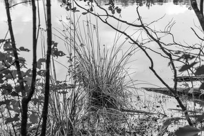 Close-up of grass by trees against sky