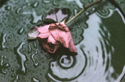 High angle view of leaf floating on water