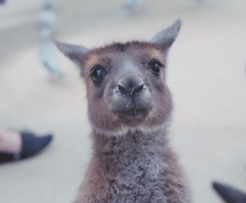 Portrait of young kangaroo at zoo