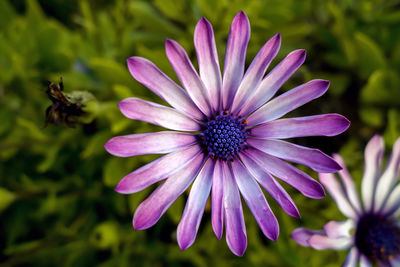 Close-up of purple flower