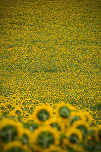 Full frame shot of sunflower field