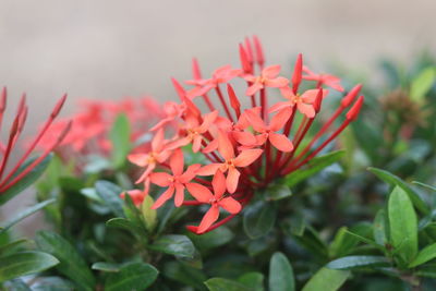 Close-up of red flowering plant