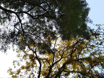 Low angle view of trees against sky