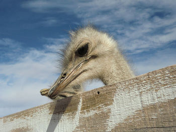 Low angle view of bird against sky
