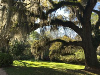 Trees in park