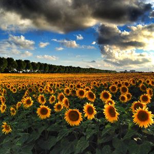 Sunflower field against cloudy sky