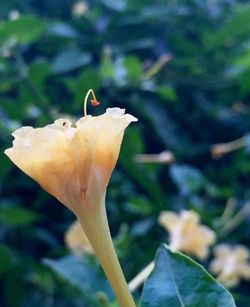 Close-up of yellow flowers