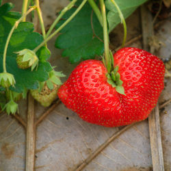 Close-up of strawberry on plant