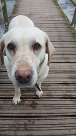 Portrait of dog on wooden boardwalk