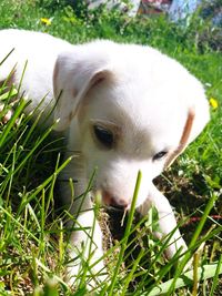 Close-up of dog on field