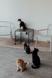 Cats in room