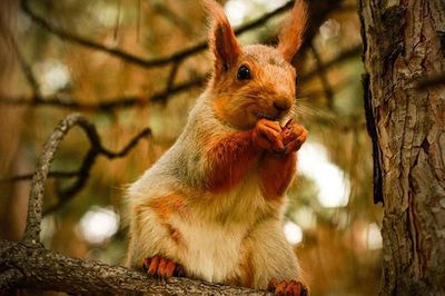 Close-up of squirrel on tree trunk