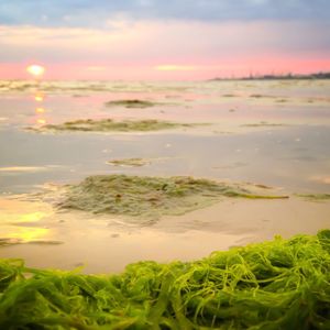 Scenic view of sea at sunset