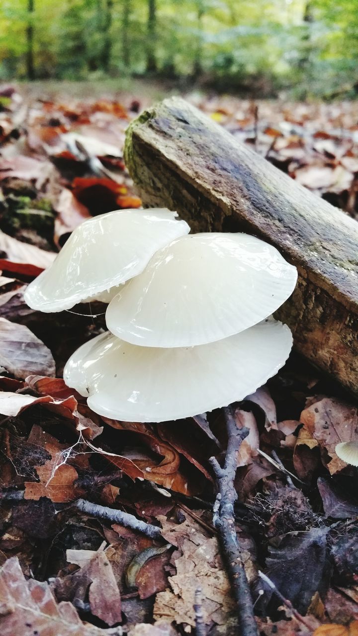 close-up, cold temperature, season, focus on foreground, winter, water, wet, weather, drop, nature, frozen, snow, fragility, ice, leaf, freshness, mushroom, beauty in nature, growth, fungus