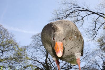 Low angle view of bird against sky