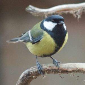 Close-up of bird perching outdoors