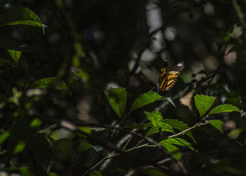 Close-up of butterfly on plant