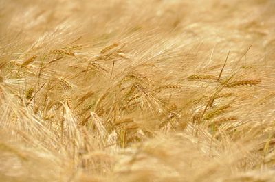 Close-up of wheat field