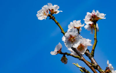 Low angle view of cherry blossoms against blue sky