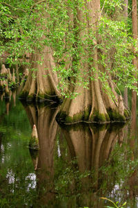 Reflection of trees in lake